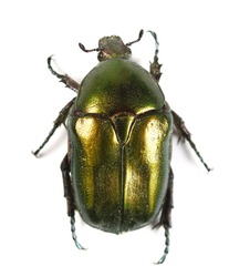 Scarab beetle Protaetia metallica isolated on white background