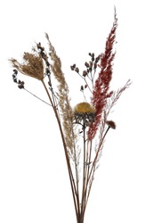 Dry grass, field plants isolated on white background with clipping path