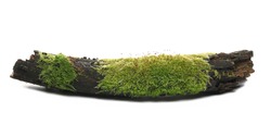Green moss on tree bark isolated on white background