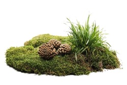 Green moss and grass on soil with fir cones isolated on white