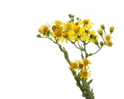 Cota tinctoria, golden marguerite, yellow chamomile, or oxeye chamomile isolated on white