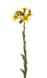 Cota tinctoria, golden marguerite, yellow chamomile, or oxeye chamomile isolated on white