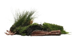 Green moss and grass on rotten branch isolated on white, side view