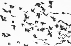 flock of birds isolated on white background and texture, ( Rook and Jackdaw )