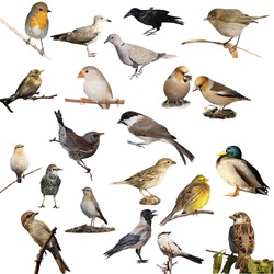 Set of photographs of birds isolated on white background, texture