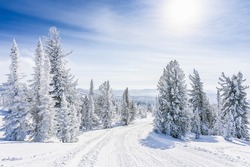 beautiful winter landscape spruce snow covered sunny weather 