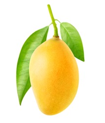 Isolated mango. One yellow mango fruit hanging on a tree branch with leaves isolated on white background with clipping path