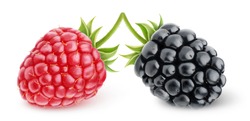 Isolated berries. Fresh raspberry and blackberry over white background, with clipping path