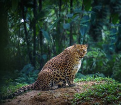 Big cat in natural environment. Pregnant jaguar or leopard female looks at camera with forest in the background