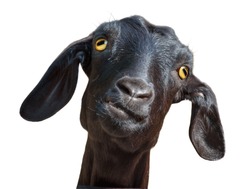 Isolated goat. Head of funny silly looking black goat isolated on white background with clipping path