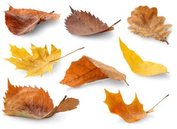 Isolated leaves collection. Colorful autumn leaves of various trees lying on a ground isolated on white backround