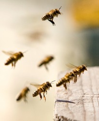 Bees full of pollen in flight, come back in a beehive