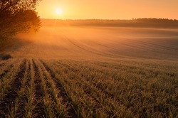 Early morning over fields in Mecklenburg Germany, with mist over the ground and dew drops on the grain 