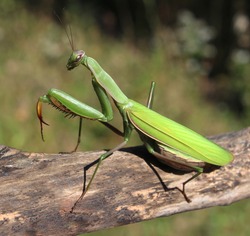 Praying Mantis insect in nature  as a symbol of green natural extermination and pest control with a predator that hunts and eats other insects as an icon of entomology biology education.