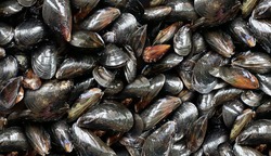 Mussels Background as a raw mussel seafood symbol as a fresh shellfish cuisine ingredient.