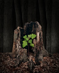 New development and renewal concept as a hollow old rotting tree stump with a growing green sapling emerging and replacing the past as metaphor for revival in business and in life.