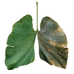 Environmental air pollution and ecological lungs damaged by industry as an environment and forestry conservation concept or dirty air symbol with a ginkgo biloba leaf.
