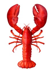 Lobster isolated on a white background as fresh seafood or shellfish food concept as a complete red shell crustacean in an overhead view isolated on a white background.