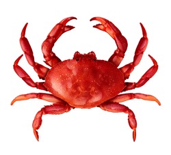 Crab isolated on a white background as fresh seafood or shellfish food concept as a complete red shell crustacean in an overhead view isolated on a white background.