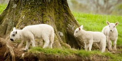 Three lambs on Derwentwater bank
