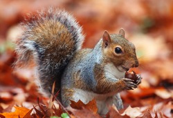 Squirrel, Autumn, acorn and dry leaves