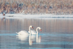 Wild bird mute swan (Cygnus olor) swim in winter on pond, Czech Republic Europe wildlife