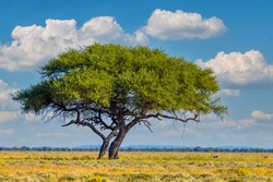 Yellow blooming savanna - blooming Kalahari desert with alone green acacia tree after rain season, South Africa wilderness landscape