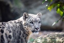 one of most beautiful big cat, snow leopard - Irbis, Uncia uncia