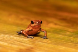 Strawberry poison-dart frog (Oophaga pumilio, formerly Dendrobates pumilio), species of small poison dart frog found in Central America. Tortuguero, Costa Rica wildlife