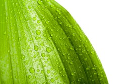 macro water drops on green plant leaf for natural background, wallpaper or backdrop use