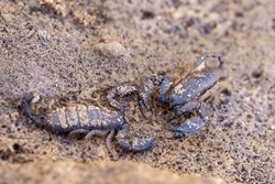 Opisthacanthus is a genus of scorpions in the family Hormuridae, Insect in Isalo National Park, Madagascar wildlife animal