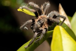 Big scary spider, tarantula family hunting at night. Tarantula (Sericopelma melanotarsum). Curubande de Liberia, Costa Rica wildlife