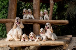 family of English Cocker Spaniel with small puppy, outdoor in sunny day