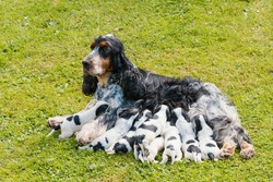 English Cocker Spaniel caring female mother with nine very small puppies, 14 days old dogs outdoor on green grass. Puppies drinking milk from mother. Mother love concept.