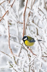 beautiful small bird great tit (Parus major) bird sitting on the snow covered tree branch in winter