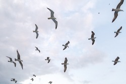Seagull flock on blue sky background. Seagulls flying in sky. Flock of seagulls in sky