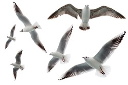 Set of seagulls flying isolated on white background. Birds collection isolated on white. Group of sea gulls