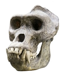 Male gorilla skull isolated on white