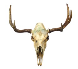 Animal Skull (with clipping path)