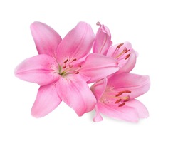 pink lilies on white background