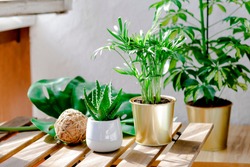 Succulent plants aloe and palms in different pots. Potted house plants and coconut ball decor on wooden garden table on the balcony