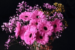 Bouquet of pink gerbera daisies on a black background. Pink blooming gerbera with small  flowers isolated on black.