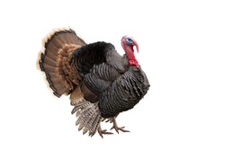 turkey isolated on the white background