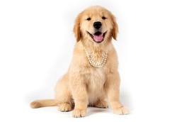 smiling golden retriever puppy with pearls necklace on white bac