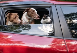 Two large mixed breed dogs and a cat looking at the window of a red car 