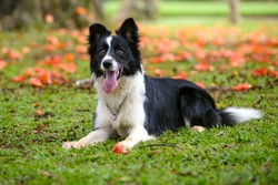 Attentive border collie dog lying down on the grass on a sunny d