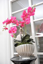 Potted pink orchid on black table top in front of windows.