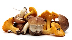 Wild Foraged Mushroom selection isolated on white background, with shadow. Boletus Edulis mushrooms over white background 