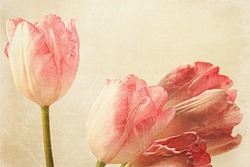 Pink tulips with old vintage feeling