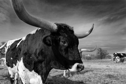 Monochrome closeup and  profile of the head, face, and horns of a large, black and white, Longhorn bull standing in a pasture with other cattle in its herd in the background.